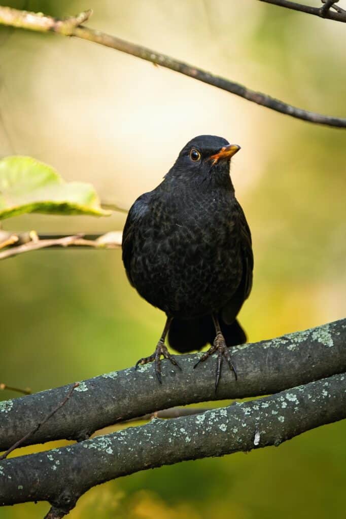 Alert male common blackbird sitting on a branch in autumn nature from front