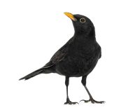Blackbird Turdus merula , isolated on white